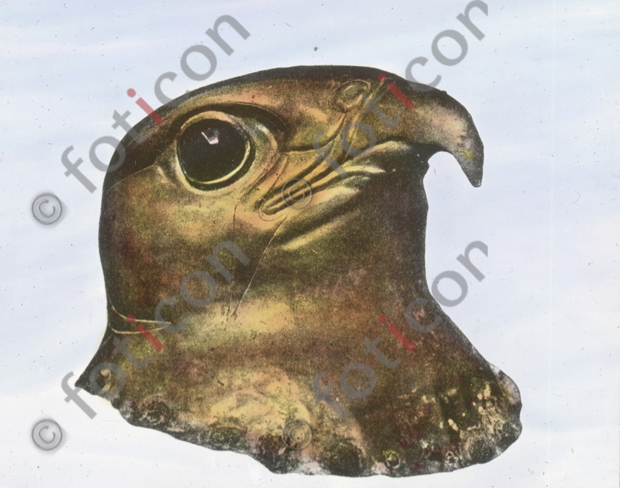 Sperberkopf | Sparrowhawk head - Foto foticon-simon-008-021.jpg | foticon.de - Bilddatenbank für Motive aus Geschichte und Kultur